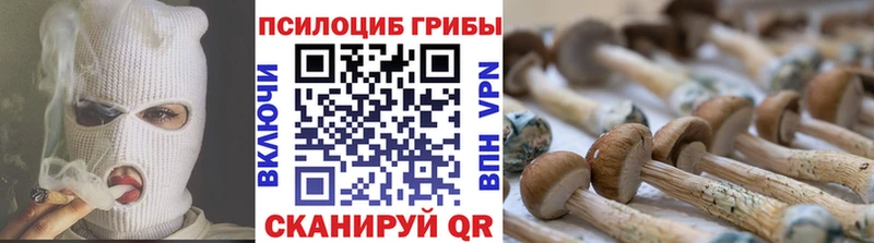 Купить  Кущёвская  Псилоцибиновые грибы Magic Shrooms 